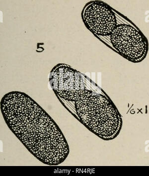 . Tierische Parasiten und parasitäre Krankheiten. Heimische Tiere, Veterinärmedizin. Parasitologie. 113. Abb. 43-strongylus Arnfieldi, Eizellen. Prozess der Segmentierung. Zeichnung von Eizellen in Uter, gebeizt mit eoein und methvlin Blu. CU. Bitte beachten Sie, dass diese Bilder sind von der gescannten Seite Bilder, die digital für die Lesbarkeit verbessert haben mögen - Färbung und Aussehen dieser Abbildungen können nicht perfekt dem Original ähneln. extrahiert. Benjamin Kaupp, Franklyn, 1874 - [aus alten Katalog]. Chicago, A. Eger Stockfoto