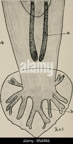 . Tierische Parasiten und parasitäre Krankheiten. Heimische Tiere, Veterinärmedizin. 112 PARASITOLOGIE.. Abb. 42-strongylus Arnfieldi; kaudalen Extremität der männlichen a, Spiculae. b, Kaudale w Autsch, die spezielle Anordnung der Rippen. Bitte beachten Sie, dass diese Bilder sind von der gescannten Seite Bilder, die digital für die Lesbarkeit verbessert haben mögen - Färbung und Aussehen dieser Abbildungen können nicht perfekt dem Original ähneln. extrahiert. Benjamin Kaupp, Franklyn, 1874 - [aus alten Katalog]. Chicago, A. Eger Stockfoto