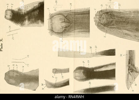 . Tierische Parasiten und parasitäre Krankheiten. Pferde; Haustiere - - Parasiten; Veterinärmedizin. . Bitte beachten Sie, dass diese Bilder sind von der gescannten Seite Bilder, die digital für die Lesbarkeit verbessert haben mögen - Färbung und Aussehen dieser Abbildungen können nicht perfekt dem Original ähneln. extrahiert. Kaupp, B.F. (Benjamin Franklyn), 1874 -. Chicago: A. Eger Stockfoto