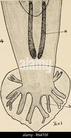 . Tierische Parasiten und parasitäre Krankheiten. Pferde; Haustiere - - Parasiten; Veterinärmedizin. 112 PARASITOLOGIE.. Abb. 42-strongylus Arnfieldi; kaudalen Extremität der männlichen a, Spiculae. b, kaudale Fouch zeigt spezielle Anordnung der Rippen. Bitte beachten Sie, dass diese Bilder sind von der gescannten Seite Bilder, die digital für die Lesbarkeit verbessert haben mögen - Färbung und Aussehen dieser Abbildungen können nicht perfekt dem Original ähneln. extrahiert. Kaupp, B.F. (Benjamin Franklyn), 1874 -. Chicago: A. Eger Stockfoto