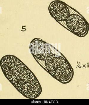 . Tierische Parasiten und parasitäre Krankheiten. Heimische Tiere, Veterinärmedizin. Parasitologie. 103. Abb. 32.- strongylus Arnfieldi, Eizellen. Prozess der Segmentierung. Zeichnung von Eizellen in utero, gebeizt mit eosin und methylin Blau. .. Bitte beachten Sie, dass diese Bilder sind von der gescannten Seite Bilder, die digital für die Lesbarkeit verbessert haben mögen - Färbung und Aussehen dieser Abbildungen können nicht perfekt dem Original ähneln. extrahiert. Benjamin Kaupp, Franklyn, 1874 - [aus alten Katalog]. Chicago, A. Eger Stockfoto