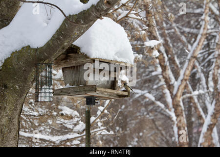 Ein rotes Eichhörnchen Sitzstangen auf einem futterhaus in einem Winter Schnee Sturm Stockfoto