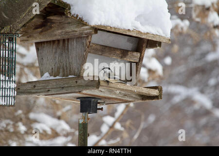 Ein rotes Eichhörnchen Sitzstangen auf einem futterhaus in einem Winter Schnee Sturm Stockfoto