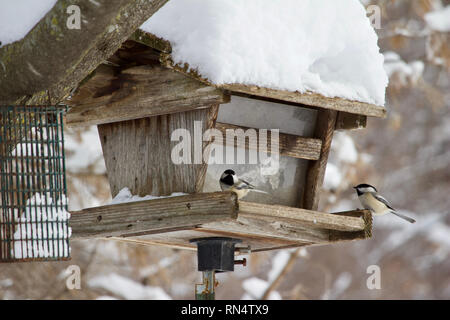 Ein rotes Eichhörnchen Sitzstangen auf einem futterhaus in einem Winter Schnee Sturm Stockfoto