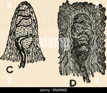 . Biologie der Tiere; Menschliche Biologie. Teile II &Amp; III der erste Kurs in der Biologie. Biologie. B. Bitte beachten Sie, dass diese Bilder sind von der gescannten Seite Bilder, die digital für die Lesbarkeit verbessert haben mögen - Färbung und Aussehen dieser Abbildungen können nicht perfekt dem Original ähneln. extrahiert. Bailey, L. H. (Liberty Hyde), 1858-1954. New York, der Macmillan Co. Stockfoto