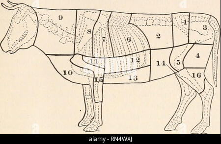 . Biologie der Tiere; Menschliche Biologie. Teile II &Amp; III der erste Kurs in der Biologie. Biologie. Essen und Verdauung III Albumin, roh oder halb gekocht Fleisch mehr diges - Tible als gekochtes Fleisch; aber Fleisch, die nicht gründlich. 1. SIRLOIN 2. Lende 3. Rump 4. Runde 5. top Sirloin 6. Prime Ribs 7. Blade 8. Chuck 9. Hals 10. Unterbrust 11. cross-Rib 12. Platte 13. Nabel 14. Flanke 15. Schulter 16 bein Abb. 102.- Diagramm, Teilstücke von Rindfleisch gekocht ist gefährlich, denn es kann. enthalten Trichinen ("Biologie der Tiere", S. 50) und andere Parasiten. Mageres Fleisch viel proteid enthalten. Einige Personen, die sich Stockfoto