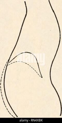. Biologie der Tiere; Menschliche Biologie. Teile II &Amp; III der erste Kurs in der Biologie. Biologie. . Bitte beachten Sie, dass diese Bilder sind von der gescannten Seite Bilder, die digital für die Lesbarkeit verbessert haben mögen - Färbung und Aussehen dieser Abbildungen können nicht perfekt dem Original ähneln. extrahiert. Bailey, L. H. (Liberty Hyde), 1858-1954. New York, der Macmillan Co. Stockfoto