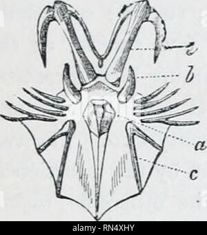 . Das Tierreich: Nach seiner Organisation angeordnet, bildet eine natürliche Geschichte der Tiere und eine Einführung in die vergleichende Anatomie. Zoologie. Klasse 2. Div. 1. ATlIlTEBPtATE AXIMALS.-COQ. 143. Ti (w. CS."^ SternHl Apparat eines newlv - hatchert Küken. Aus ursprünglich fünf Teile: ein medial (Abb. 68, a), von denen die wichtigsten Lamina [wie der Sternalen Crest, Kante, oder Kiel] bekannt ist Teil; zwei dreieckige vordere La^ teral [Rippenbögen Prozesse] {b bezeichnet), für die Befestigung der Rippen; und zwei Gegabelte posterioren lateralen (c), für tlie Erweiterung der sur-Gesicht; und der größeren Stockfoto