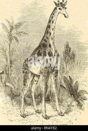 . Die tierische Erzeugung: Eine populäre Einführung in die Zoologie. Zoologie. 506 RU3 IINANTS. (Die Giraffe Camelopardalis) ist von allen anderen Wiederkäuer von der Hörner, die eine konische Form, und immer mit einem behaarten Haut bedeckt unterschieden; sie werden niemals vergossen, und bei beiden Geschlechtern vorhanden sind. Dieses Tier ist dazu bestimmt, bei der die Blätter und junge Triebe von Bäumen zu suchen in einer Höhe weit grösser als jedes andere Tier erreichen können. Wenn auf dem Boden in seiner wilden Zustand, es mea-. FlG. 431.- GIRAFFK. Dafür, wenn sie ausgewachsen sind, 17 Meter von der Spitze bis zur Sohle seine Vorderpfoten. Auf den ersten Blick Stockfoto