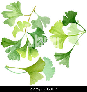 Ginkgo biloba grüne Blätter. Aquarell Hintergrund Abbildung. Isolierte ginkgo Abbildung Element. Stockfoto