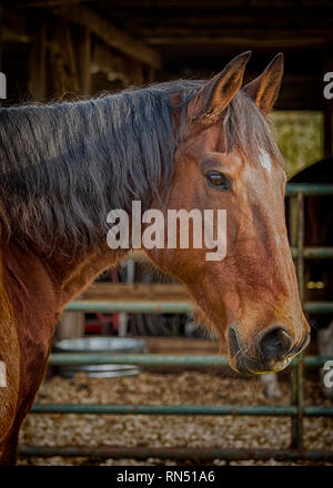Porträt einer Bay Horse mit unscharfen Scheune im Innenbereich im Hintergrund. Stockfoto