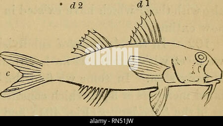 . Die tierphysiologie. Physiologie, Vergleichende; Physiologie, Vergleichende. Allgemeine STRUKTUR DER FISCHE. 83 Fertigstellungsanzeige den Widerstand, die Sie ihren Fortschritt bietet, und das Ausmaß der oar-ähnliche Oberfläche, die durch den Schlaganfall, aus dem die Karosserie nach vorne geschleudert wird (Kap. Xn). 99. Die obige Abbildung des Skeletts der Barsch zeigt die knöchernen Apparat, durch die diese erweiterte Oberfläche unterstützt wird. Die Dornfortsätze der Wirbel, die Pro-ject nach oben aus der Wirbelsäule, sind lang und sind verbunden mit einem anderen Satz von Knochen, die Sie fortführen, wie es war, in der Finn Stockfoto