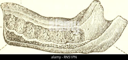 . Die tierphysiologie. Physiologie, Vergleichende. 16 G ENTWICKLUNG DER ZÄHNE. Zerkleinern. 174. Die Akte oi Zerkleinern, oder die mechanische Teilung des ahmcntary Materie, ist bei den meisten höheren Tieren erfolgt, durch die Zähne, die in den Kiefer eingepflanzt werden, und sind so fest als ao-ainst miteinander zu handeln, mit einem cntting, Zerkleinern, oder Leistung, nach Schleifen. Abb. 89.- Devklopment der Gummi; h, den Unterkiefer; jaw; d, zahnmedizinische Kapseln 01'Teeti auf die Art der Nahrung auf die Sie Abl.^ erate. Die Art und Weise, in der sie sind. ed ist bemerkenswert. Mann, der möglicherweise als fairer ex getroffen werden Stockfoto