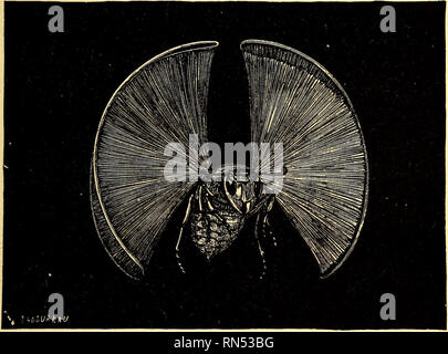 . Tier Mechanismus: Eine Abhandlung über terrestrische und aërial Fortbewegung. Animal locomotion; Flug. Flug der Insekten. 187 Loops überwiegt in der Regel über die andere; es ist in der Regel der untere erhöht, während die obere vermindert. In der Tat durch eine noch stärkere Öffnung der hgure ist gelegentlich trans-in unregelmäßigen Ellipse gebildet, an dem wir ein Überbleibsel der zweiten Schleife erkennen kann.. Abb. 71.- Darstellung von einer Wespe, die Endpunkt jeder, von deren größerer Flügel hat vergoldet worden. Das Insekt soll in einer Sun" platziert. Wir dachten, wir hatten den ersten an Po. Stockfoto