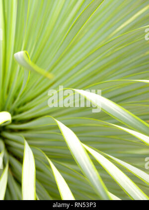 Weich und schmalen Blatt Agave sukkulente Pflanze, Agave Yucca Linearis,  frische Bltter mit Thorn von Linear-Leaf Yucca Stockfotografie - Alamy
