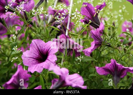 Violett Petunie mit weissen Babys Atem Stockfoto