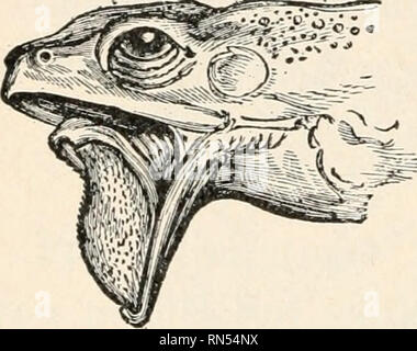 . Biologie der Tiere; Menschliche Biologie. Teile II &Amp; III der erste Kurs in der Biologie. Biologie. 130 Biologie der Tiere vorhanden ist, da es nur einen einzigen Wirbel vor der sollte - ders (Abb. 252), während Säugetiere haben sieben Hals (HWS) Wirbel. Es gibt keinen Schwanz (kaudale) Wirbel, auch in der Kaulquappe stand der Frösche und Kröten. Der Kopf erscheint eine dreieckige Form, wenn, aus welcher Richtung gesehen? Der Leiter der Frosch ist Spitzer als der Kopf einer Kröte. Ist der Schädel eine geschlossene bei breiten Knochen oder eine offene Struktur von schmalen Knochen? (Abb. 252.) Beschreiben Sie die Öffnung. Beobachten Sie den Umfang der Mund op Stockfoto