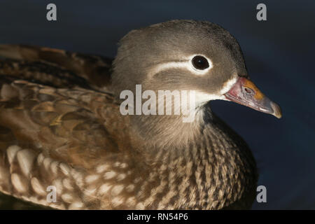 Ein Kopf eines hübschen weiblichen Mandarinente (Aix galericulata) Schwimmen in einem See in Großbritannien. Stockfoto