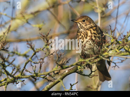 Eine atemberaubende Song Thrush Turdus philomelos, auf einem Baum gehockt. Stockfoto