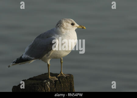 Eine hübsche Sturmmöwe, Larus canus, hocken auf einem hölzernen Pfosten an der Küste bei Flut. Stockfoto