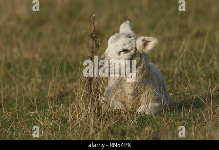 Ein süßes neugeborenes Lamm liegend im Gras auf einer Wiese. Stockfoto