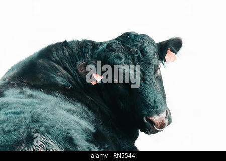 Portrait von Black Bull von zurück, auf weißem Hintergrund Stockfoto