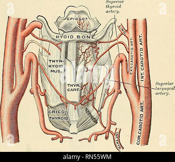 . Anatomie, beschreibende und angewendet werden. Anatomie. Die Luftröhre und die Bronchien 1175 interne Laryngeal Nerv ist fast vollständig Sensor, aber einige Motor Filamente werden gesagt, durch die Arytenoideus Muskel durchgeführt werden. Es gliedert sich in eine Niederlassung, die sowohl Oberflächen Der epiglottis verteilt wird, einen zweiten mit dem arytenoepiglottic Falten, und eine dritte, die größte, die Sup]) iies die Schleimhaut über dem Rücken des Kehlkopfes und kommuniziert mit dem rückläufigen laryn - geal. Die externe laryngeal Zweig sujiplies Cricothyroideus. Die immer wiederkehrende laryn - geal Pässe nach oben unter der unteren Grenze Stockfoto