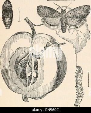 . Biologie der Tiere; Menschliche Biologie. Teile II &Amp; III der erste Kurs in der Biologie. Biologie. Studien dargestellt. Bitte beachten Sie, dass diese Bilder sind von der gescannten Seite Bilder, die digital für die Lesbarkeit verbessert haben mögen - Färbung und Aussehen dieser Abbildungen können nicht perfekt dem Original ähneln. extrahiert. Bailey, L. H. (Liberty Hyde), 1858-1954. New York, der Macmillan Co. Stockfoto