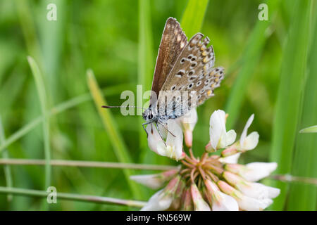 Schön, blauer Schmetterling auf Blüte, Makro Foto Stockfoto