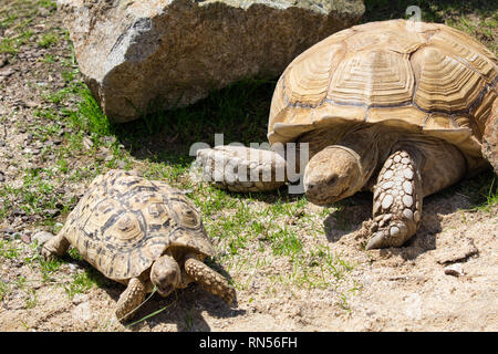 Die kleinen und großen afrikanischen trieb Schildkröte auf Gras Boden Stockfoto