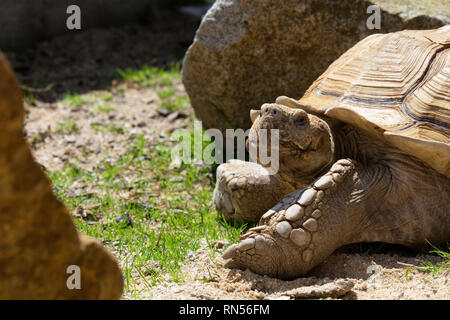 Großen afrikanischen trieb Schildkröte auf Gras Boden Stockfoto
