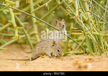 Vier gestreifte Gras Maus - Rhabdomys pumilio, schöne kleine Nager aus afrikanischen Büsche und Wüsten, Walvis Bay, Wüste Namib, Namibia. Stockfoto