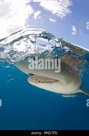 Lemon Shark (Negaprion brevirostris) Close-up, Split Shot an der Oberfläche. Tiger Beach, Bahamas Stockfoto