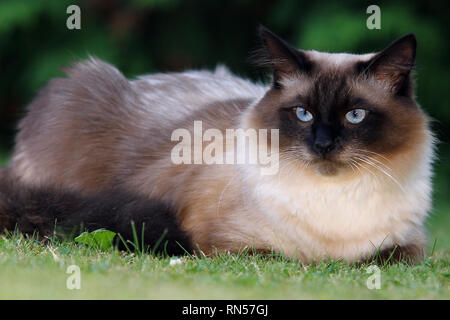 Die Norwegische Waldkatze ist gross, robust und hat eine halbe Länge Mantel mit einem ausgeprägten buschigen Schwanz und eine ausgeprägte ruff Stockfoto