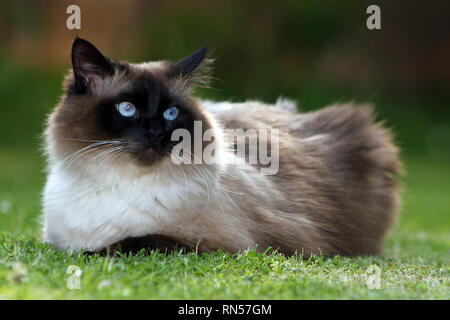 Die Norwegische Waldkatze ist gross, robust und hat eine halbe Länge Mantel mit einem ausgeprägten buschigen Schwanz und eine ausgeprägte ruff Stockfoto