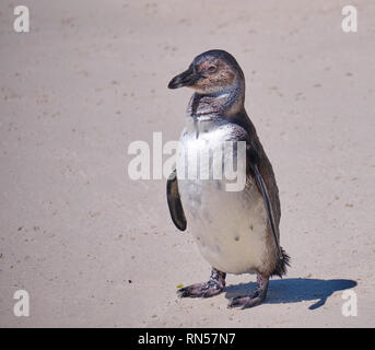 Jugendliche afrikanische Pinguin seine flaumiger Federn verloren. Solo Vogel stand auf einem Strand mit spezifischen junge Färbung Stockfoto