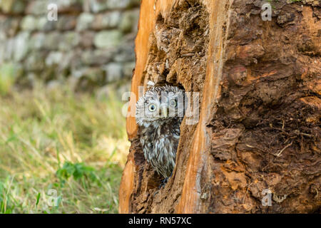 Steinkauz (Athene noctua) in einem Baumstumpf gehockt und heraus lugen. Kleine Eule ist es, die Arten und nicht auf die Größe der Eule. Landschaft Stockfoto