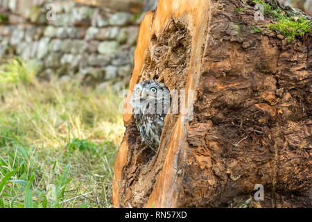 Steinkauz (Athene noctua) in einem Baumstumpf gehockt und heraus lugen. Kleine Eule ist es, die Arten und nicht auf die Größe der Eule. Landschaft Stockfoto