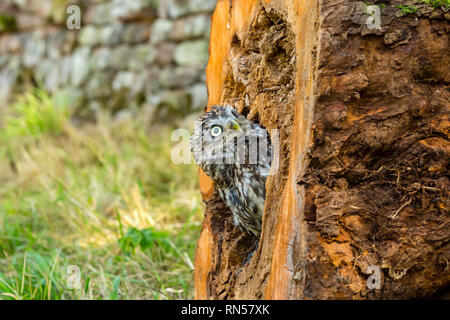 Steinkauz (Athene noctua) in einem Baumstumpf gehockt und heraus lugen. Kleine Eule ist es, die Arten und nicht auf die Größe der Eule. Landschaft Stockfoto