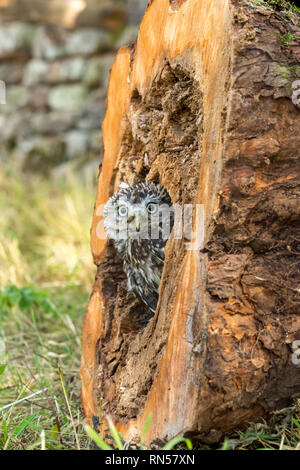 Steinkauz (Athene noctua) in einem Baumstumpf gehockt und heraus lugen. Kleine Eule ist es, die Arten und nicht auf die Größe der Eule. Porträt Stockfoto