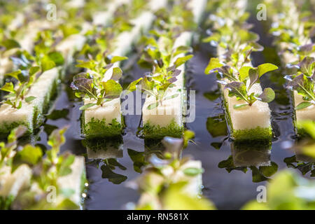 In der Nähe der Jugendlichen hydroponics Gemüse, darunter mehrere Arten von Salat, wächst in den Reihen der weichen Schwamm auf dem Wasser. Stockfoto