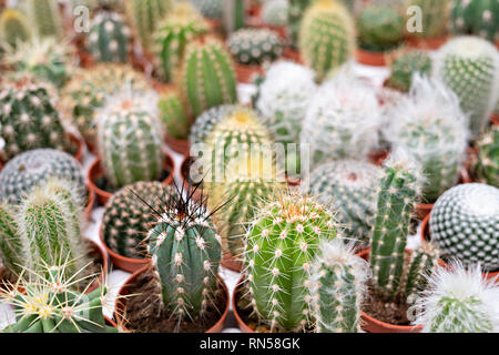 Cactus Gruppe, kleine Kakteen in Töpfen. Natürliche Hintergrund. Gartenbau Stockfoto