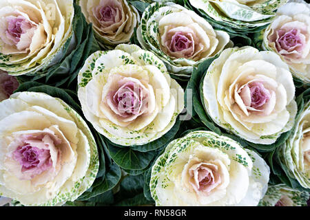 Lila Kohl oder Brassica oleracea. Natürliche Zierpflanzen Gemüse. Vegetal Hintergrund Stockfoto