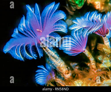 Sabellidae, Staubwedel Würmer sind eine Familie von sesshaften marine Rohr polychaete Worms Stockfoto