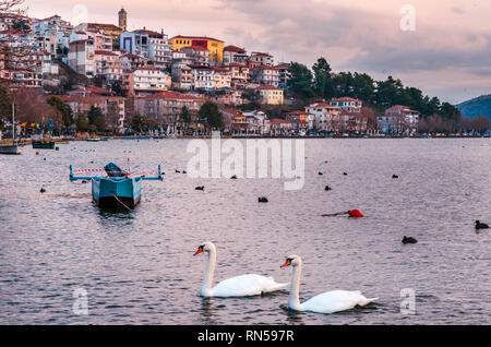 Schwäne schwimmen auf der Orestiada See in Kastoria. Stockfoto