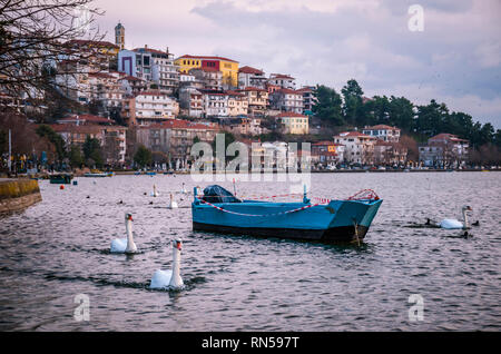 Schwäne schwimmen auf der Orestiada See in Kastoria. Stockfoto