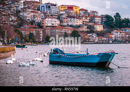 Schwäne schwimmen auf der Orestiada See in Kastoria. Stockfoto