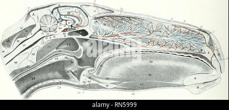 . Die Anatomie der Haustiere. Veterinär Anatomie. 648 Blut - GEFÄSSSYSTEM DES PFERDES 3. Die Membrana Arterie ist ein sehr kleines Schiff, führt entlang der EUSTA-chian Rohr mit dem Pi'tro-tyiiipanic Spalte und in das Mittelohr. -T. Die mittleren Hirnhaut Arterie (A. meningea media) entsteht unter der Bur-cinator Nerv, wo die internen maxillaris vorwärts dreht. Es geht rückwärts über die zeitliche Flügel des splienoid im antero-lateralen Teil (foramen spino-Summe) des Foramen lacerum. Eingabe der Schädeldecke, Es tlivides in Zweigstellen, die natürlich in die Rillen der temj Stockfoto