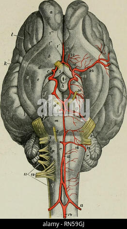 . Die Anatomie der Haustiere. Veterinär Anatomie. Die OKZIPITALEN ARTERIE 639 Die OKZIPITALEN ARTERIE Die okzipitalen Arterie (A. occipitalis) In der Regel ist der zweite in der Größe der Klemmen der Halsschlagader. Es entsteht häufig direkt vor der A. carotis, aber in einigen Fällen mit der Arterie durch einen gemeinsamen Stamm von variabler Länge. Sie verfolgt eine ein wenig flexuous Kurs der Fossa Atlantis, wo es in anterioren und posterioren Äste teilt. Es ist nur oberflächlich auf die mandiliular Drüse und der brachio-cephalicus, und tief in die Gutturalen Tasche und die rectus capitis ventralen Stockfoto