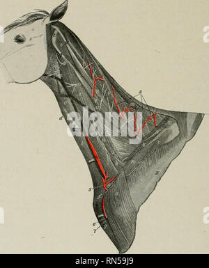 . Die Anatomie der Haustiere. Veterinär Anatomie. 636 Blut - GEFÄSSSYSTEM DES PFERD seitlich an der Vagus und wiederkehrenden Nerven. Es wird in der Regel zwei oder drei Zoll (Ca. 5-7 cm) in der Länge, aber es kann variiert zwischen einem und acht Zoll (Ca. 2,5 - 20 cm.)." die der rechten A. carotis communis (A. carotis communis Dextra) verläuft schräg von der ventralen Gesicht der Luftröhre zu seiner rechten Seite und setzt sich in dieser Position, sondern Steigungen auf der Rückenseite der Luftröhre in der Nähe seiner Beendigung. Es. Abb. 556.- Gefäße und Nerven am Hals des Pferdes. a, Brachiocephalicus; 6, Sterno-cephaiic Stockfoto